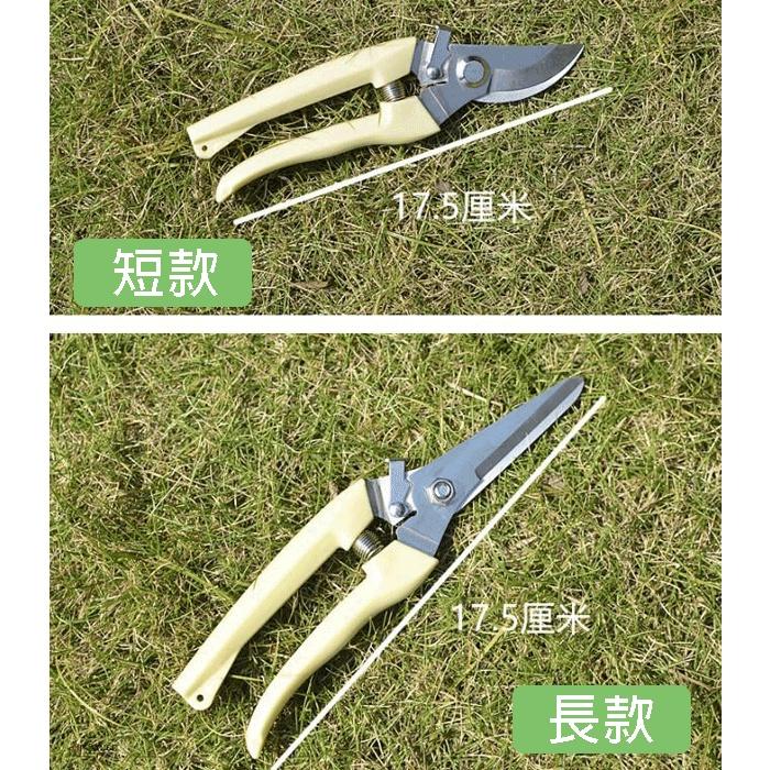 圓頭 剪刀不銹鋼 修樹 家用 修枝剪 花木剪刀 園林 花藝果樹剪 花枝剪刀 修花園藝 工具-細節圖6