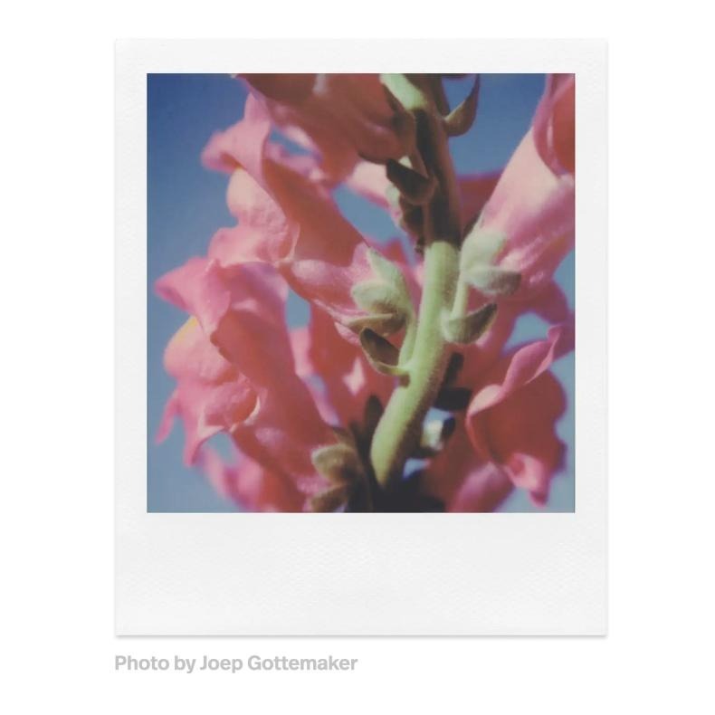 Polaroid 寶麗萊 SX-70 Film 彩色/黑白 白框相紙 拍立得 拍立得底片 照片底片 立可拍 光華-細節圖3