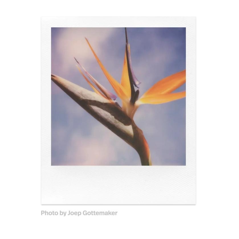 Polaroid 寶麗萊 SX-70 Film 彩色/黑白 白框相紙 拍立得 拍立得底片 照片底片 立可拍 光華-細節圖5