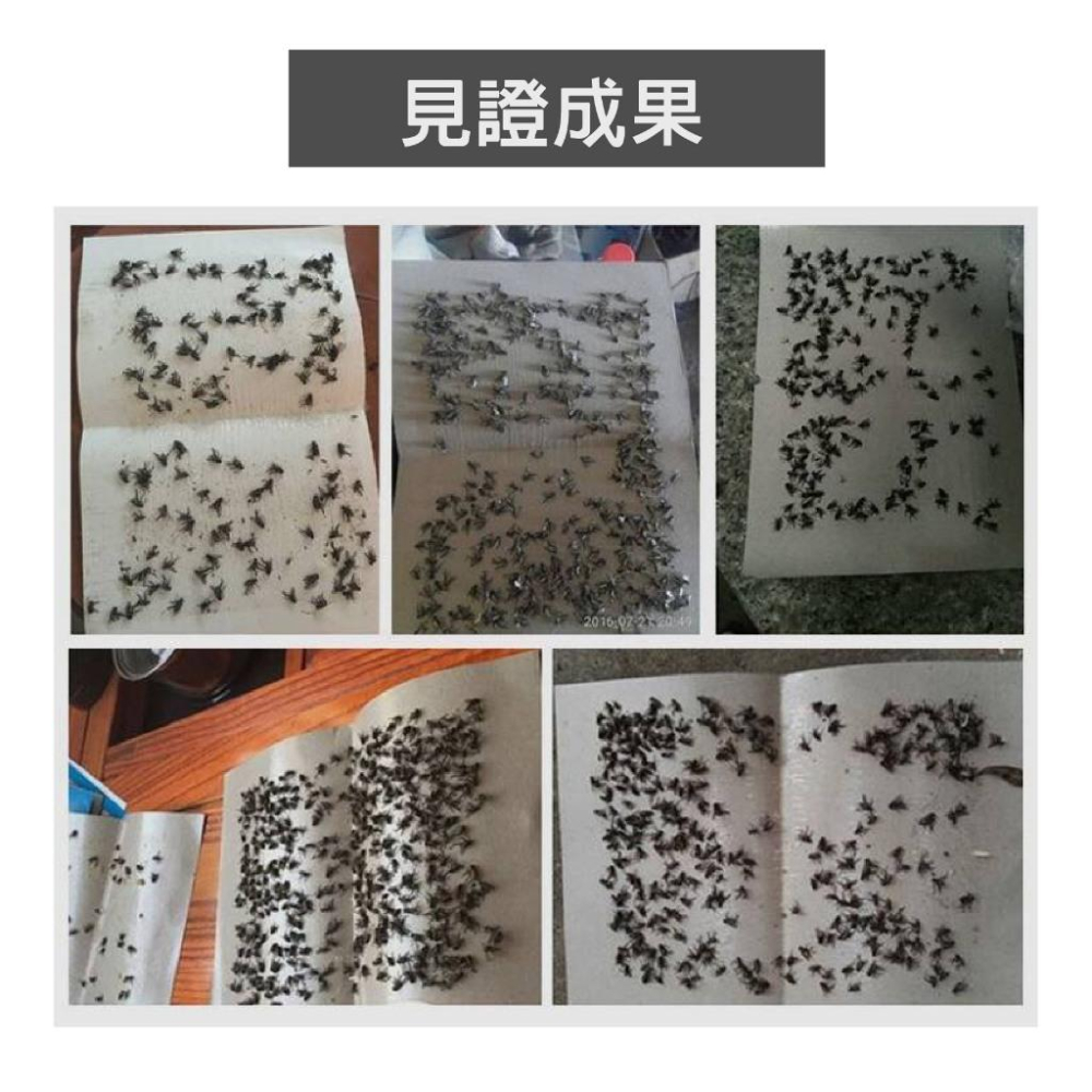 黏蠅板 超黏蒼蠅板 蒼蠅貼 無毒無味 黏度持久 蚊 蟲 黏蟲板 黏蠅 果蠅誘捕器 蒼蠅紙 除蟲 自帶誘蠅劑  黏力強-細節圖5