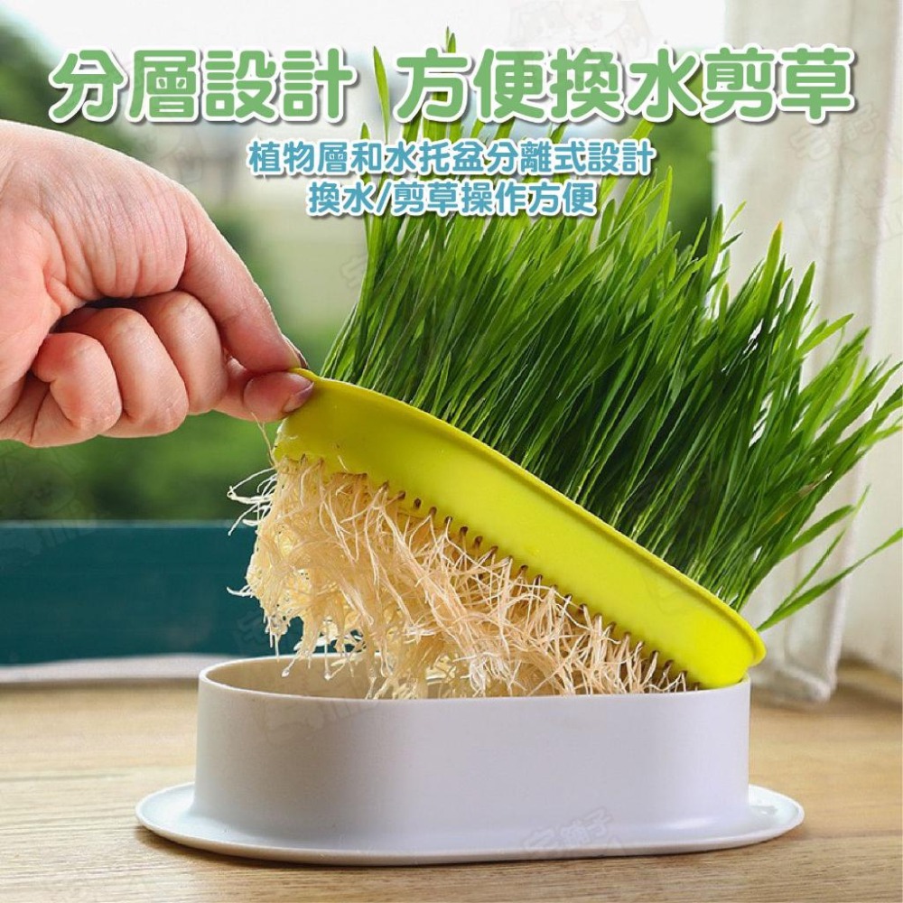 【宅鋪子】水培貓草盒 寵物用品 貓咪用品 水培貓草 栽種盒 DIY種植 栽培盒 貓草栽培盒-細節圖7