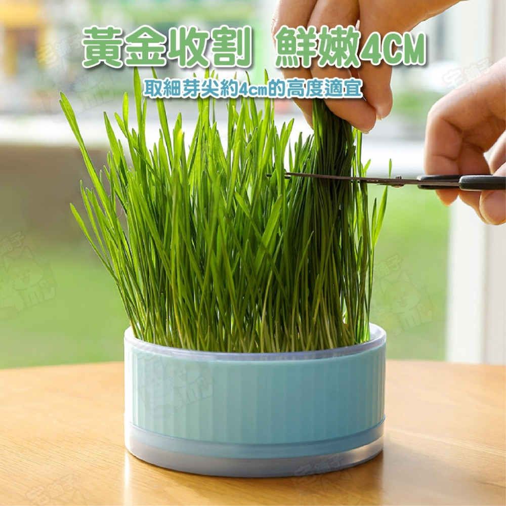 【宅鋪子】水培貓草盒 寵物用品 貓咪用品 水培貓草 栽種盒 DIY種植 栽培盒 貓草栽培盒-細節圖6