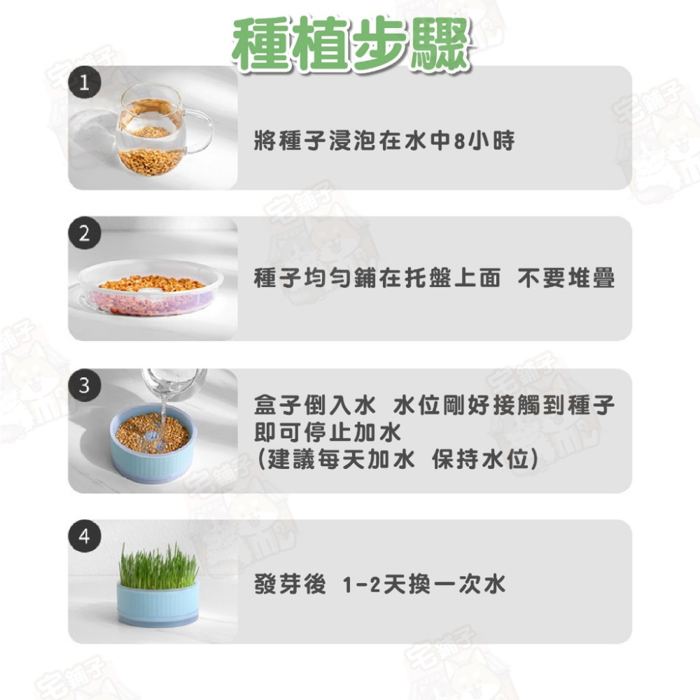 【宅鋪子】水培貓草盒 寵物用品 貓咪用品 水培貓草 栽種盒 DIY種植 栽培盒 貓草栽培盒-細節圖9