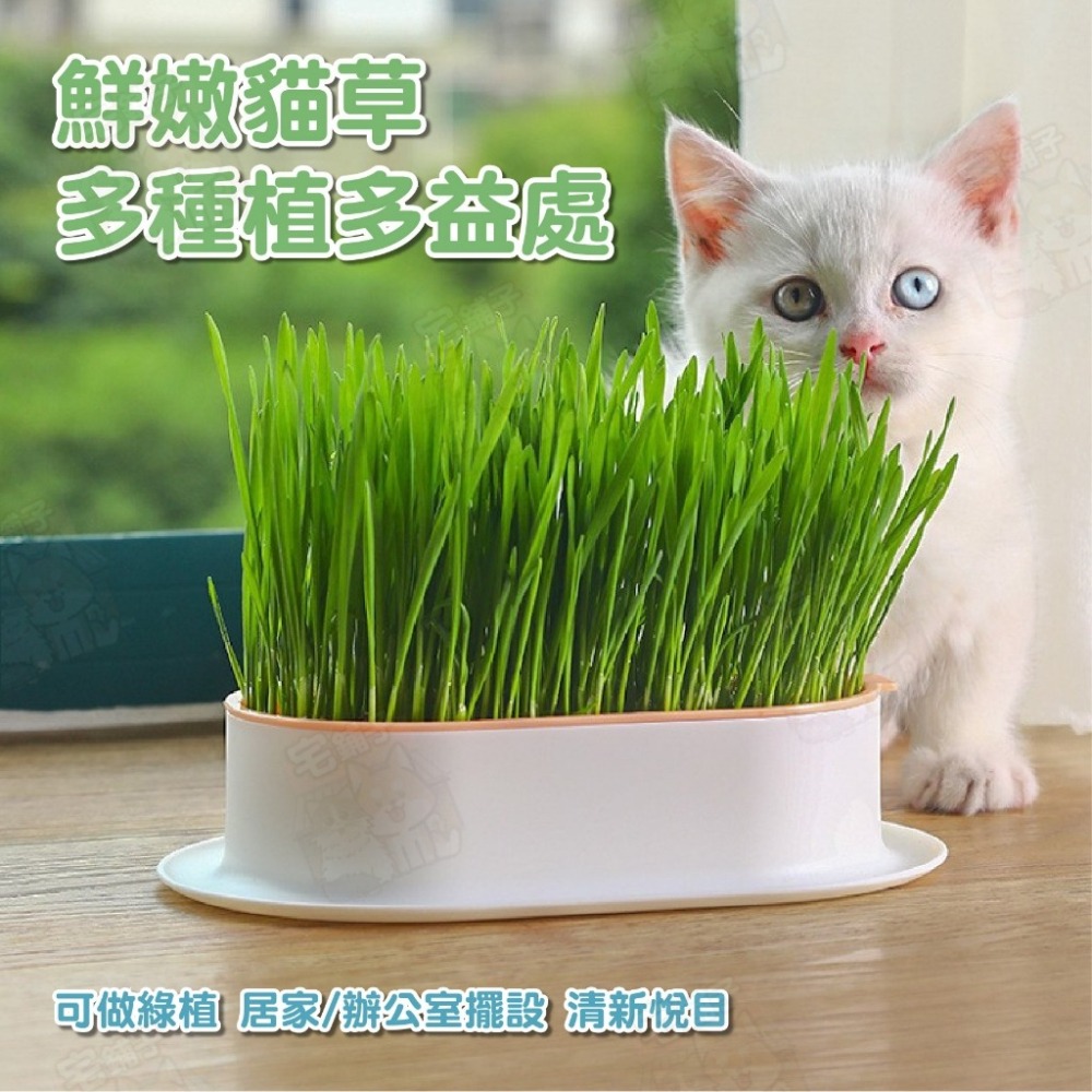 台灣🇹🇼現貨📦免運🔥水培貓草盒 寵物用品 貓咪用品 水培貓草 栽種盒 DIY種植 栽培盒 貓草栽培盒-細節圖4