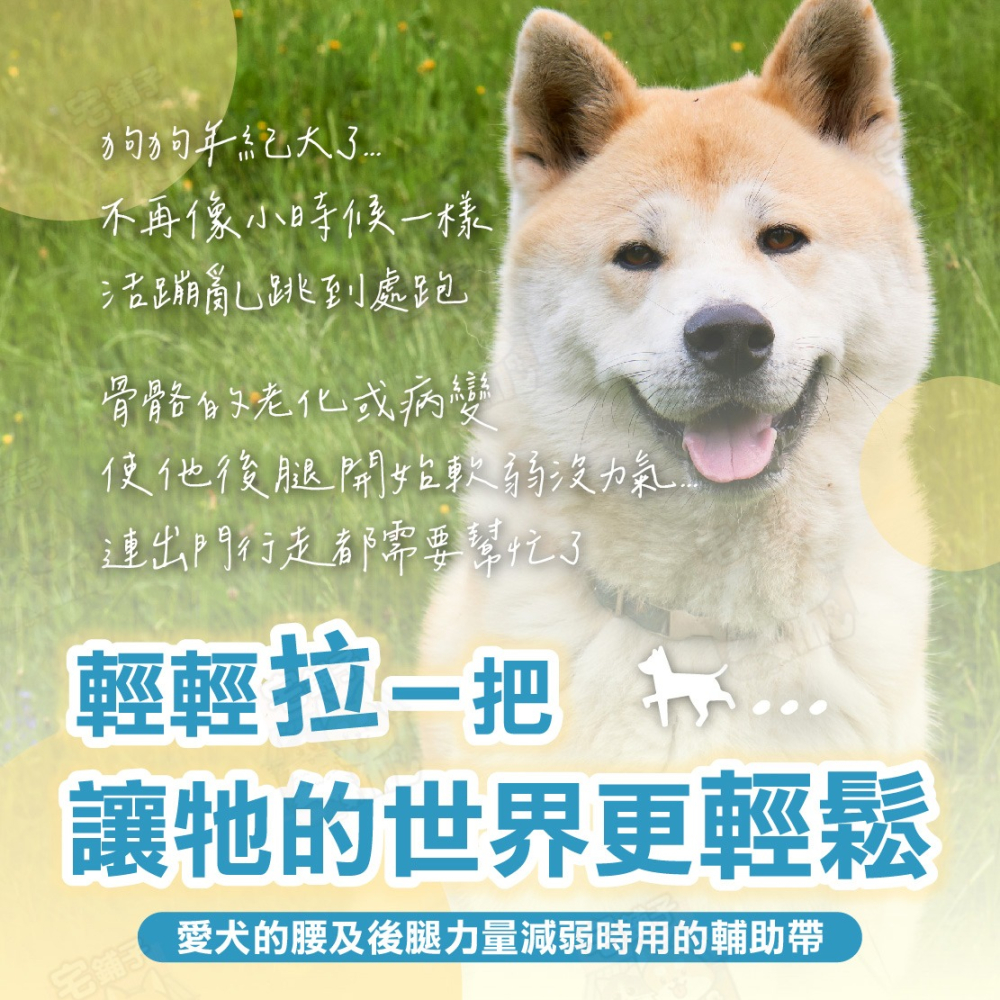 【宅鋪子】寵物後腿輔助帶 後腿輔助帶 輔助帶 高齡犬 老犬 狗用輔助帶 寵物輔助帶 寵物輔助用品 寵物護理 狗狗護理-細節圖3