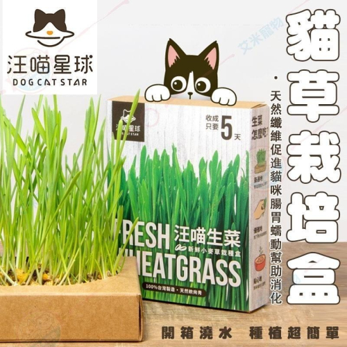 【艾米】汪喵星球 新鮮貓草栽培盒 寵物用品/貓草/小麥草/新鮮貓草/貓草栽培/貓生菜/化毛