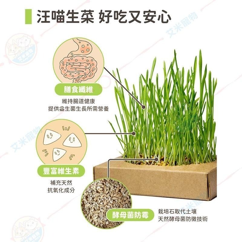 【艾米】汪喵星球 新鮮貓草栽培盒 寵物用品/貓草/小麥草/新鮮貓草/貓草栽培/貓生菜/化毛-細節圖3