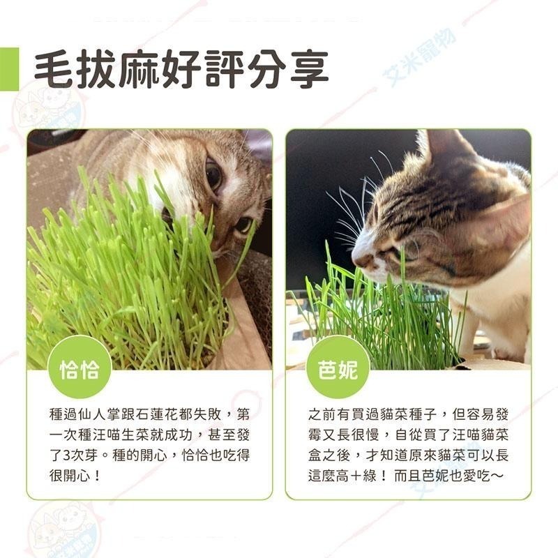 【艾米】汪喵星球 新鮮貓草栽培盒 寵物用品/貓草/小麥草/新鮮貓草/貓草栽培/貓生菜/化毛-細節圖6