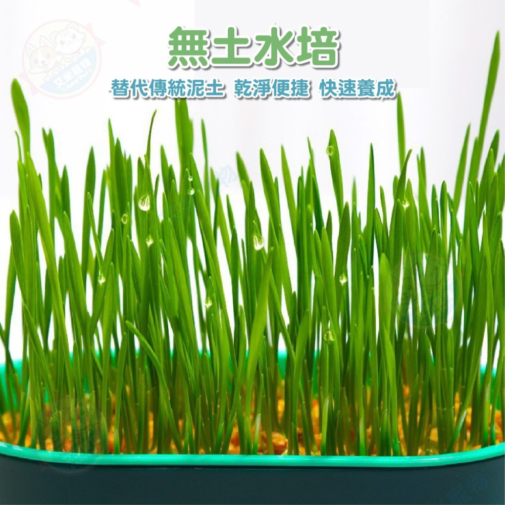 【艾米】水培貓草盒 DIY種植 栽培盒 貓草栽培盒 寵物用品 貓咪用品 水培貓草 栽種盒-細節圖6