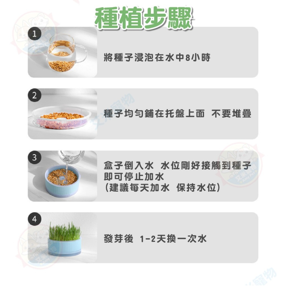 【艾米】水培貓草盒 DIY種植 栽培盒 貓草栽培盒 寵物用品 貓咪用品 水培貓草 栽種盒-細節圖8