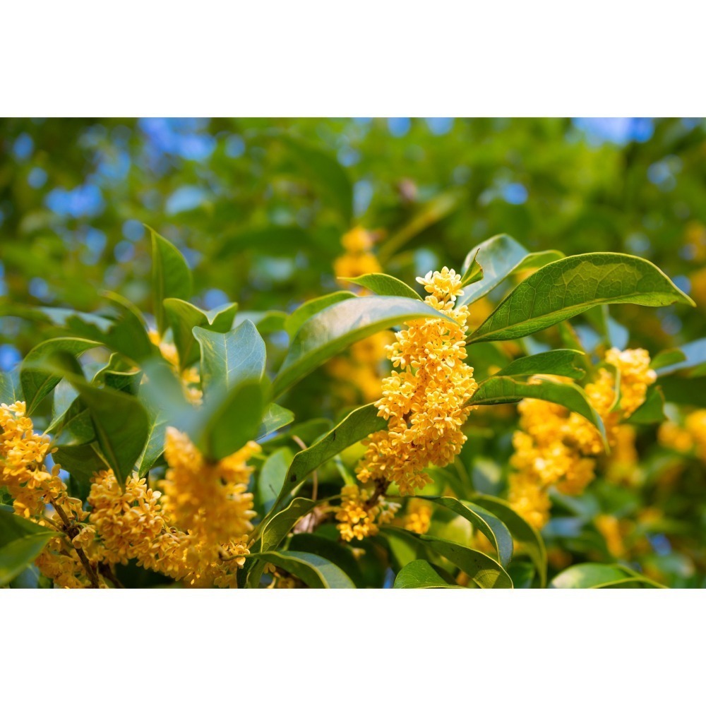 【瀞林茗茶】一杯茶｜一段旅程，來自嘉義阿里山的「桂花金萱」(附贈世界風景照)-細節圖6