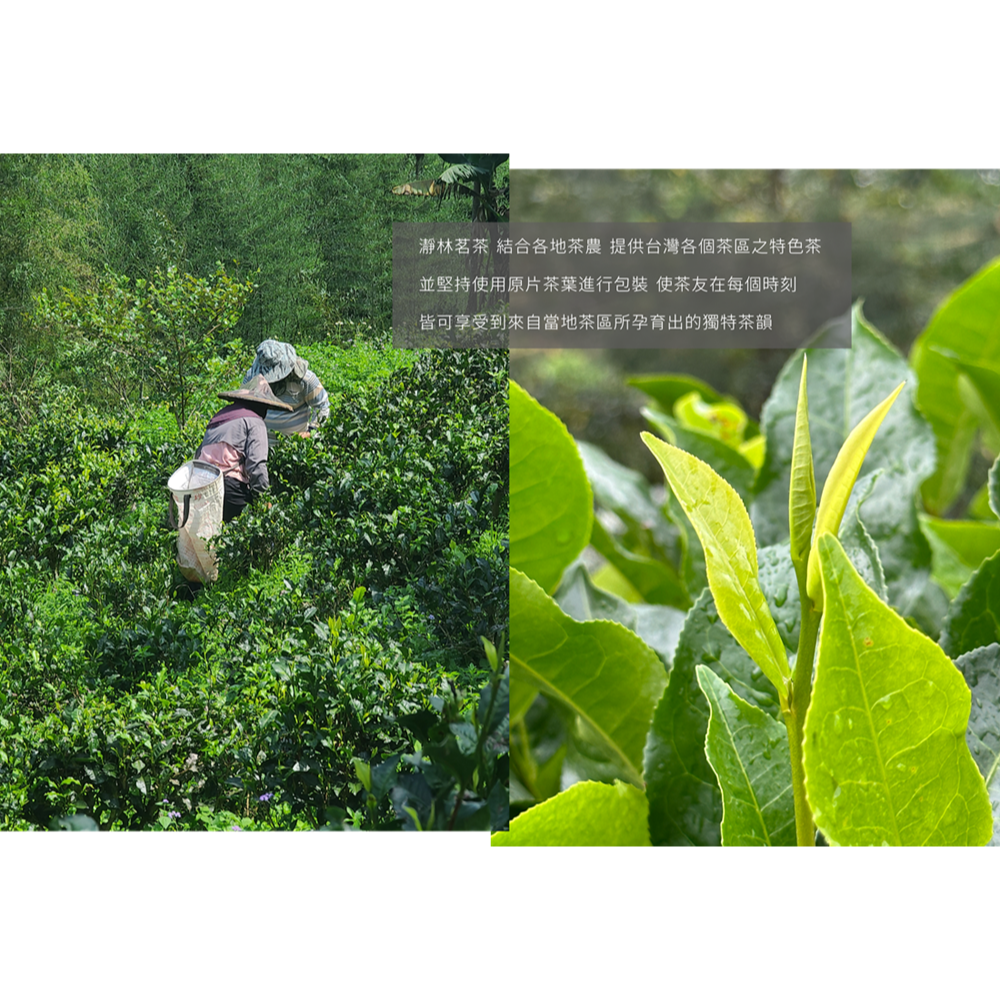 【瀞林茗茶】一杯茶｜一段旅程，簡約手提茶包組，各項單品各1入，共4入一組 (附贈世界風景照)-細節圖9