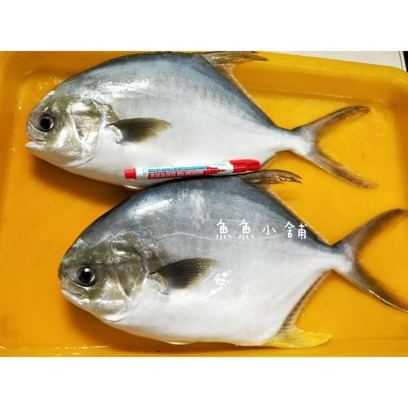 魚魚小舖 黃金鯧魚排 紅魚排 龍虎石斑魚排 產地直銷-細節圖4