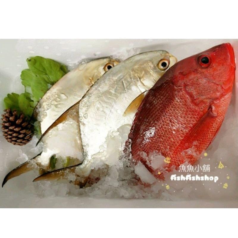 魚魚小舖 黃金鯧魚排 紅魚排 龍虎石斑魚排 產地直銷-細節圖5