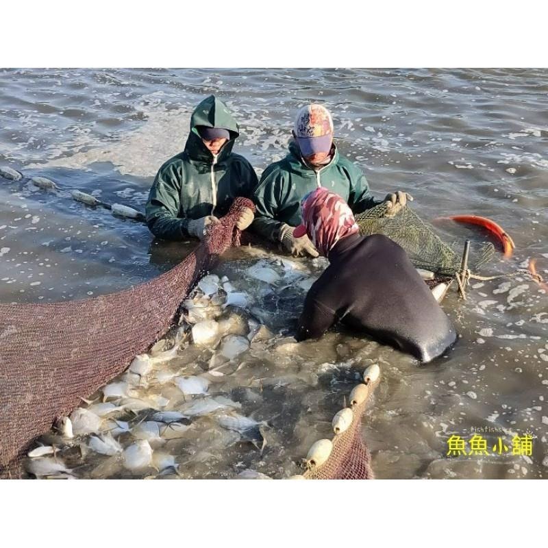 魚魚小舖 黃金鯧魚排 紅魚排 龍虎石斑魚排 產地直銷-細節圖7