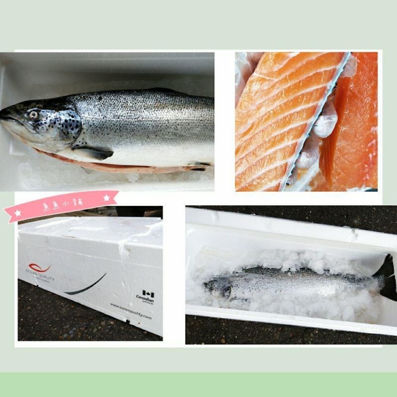 魚魚小舖 鮭魚 輪切肉片 挪威空運 生食等級 半月切1~2人份-細節圖5