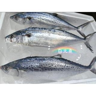 魚魚小舖 野生現流海魚 春子魚 現流紅目鰱 白腹魚 皮刀魚 不定期更新-細節圖4