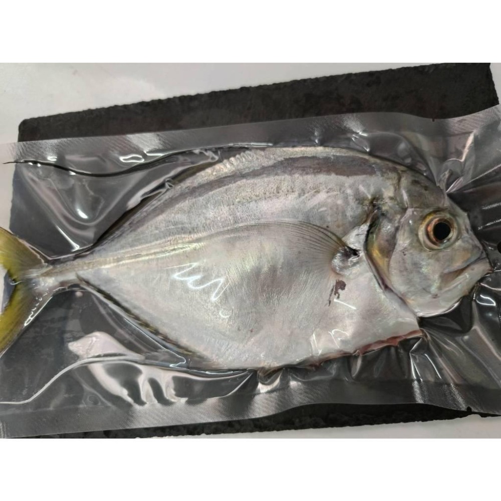 魚魚小舖 野生現流海魚 春子魚 現流紅目鰱 白腹魚 皮刀魚 不定期更新-細節圖5