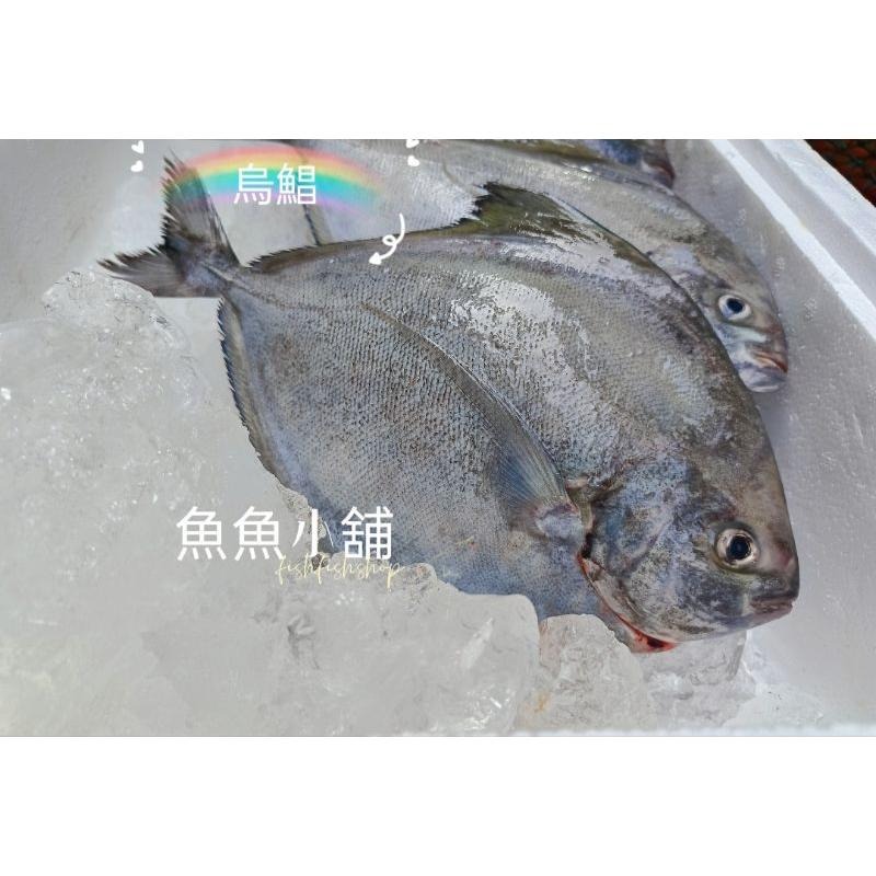 魚魚小舖 野生現流海魚 春子魚 現流紅目鰱 白腹魚 皮刀魚 不定期更新-細節圖6