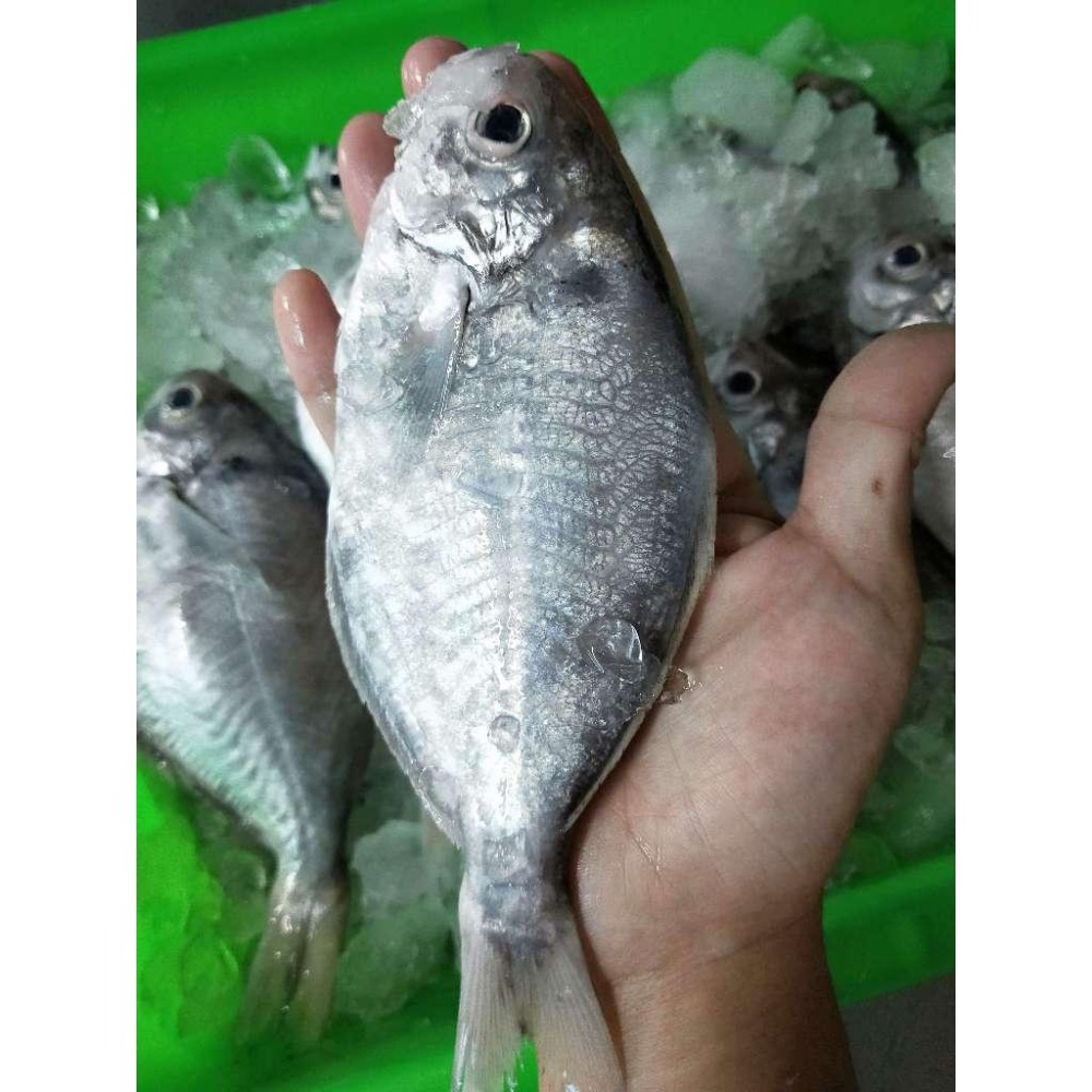 魚魚小舖 野生現流海魚 春子魚 現流紅目鰱 白腹魚 皮刀魚 不定期更新-細節圖7