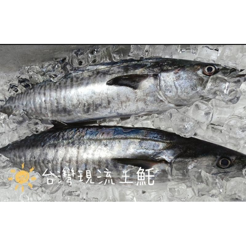 魚魚小舖 野生現流海魚 春子魚 現流紅目鰱 白腹魚 皮刀魚 不定期更新-細節圖8