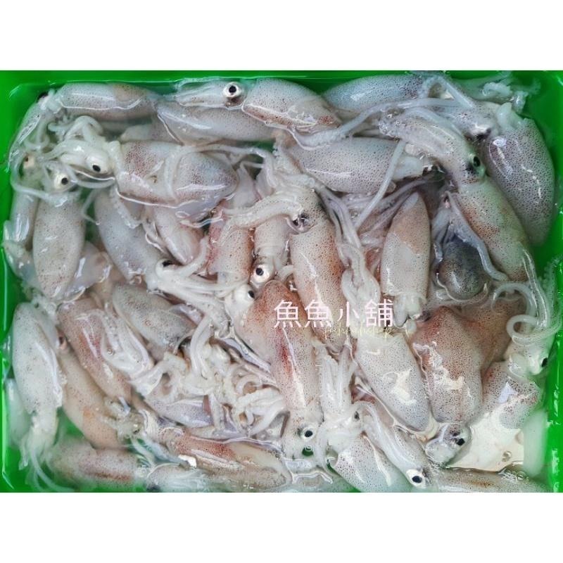 魚魚小舖 澎湖小卷  中卷 透抽 中卷切盤 現流 咪咪卷 一口卷 鮮甜-細節圖6