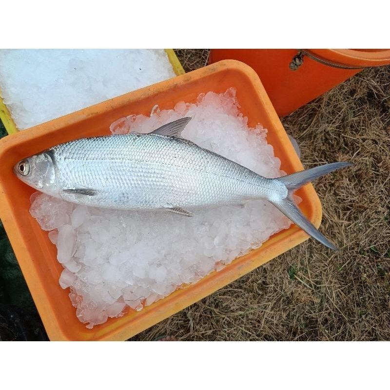 魚魚小舖 去刺虱目魚肚 250g 320g 380g 450g~500g特大-細節圖4