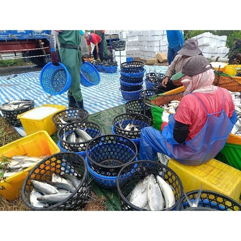 魚魚小舖 去刺虱目魚肚 250g 320g 380g 450g~500g特大-細節圖6