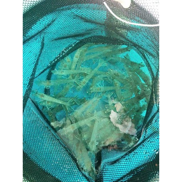 *魚魚小舖*手剝 無毒 蝦仁 無泥腸 檢驗合格 自產自銷 寶寶蝦仁 自產自銷-細節圖4