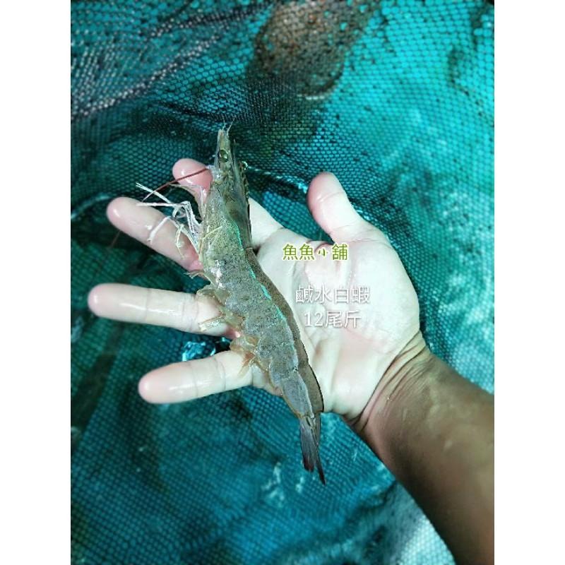 魚魚小舖 檢驗合格 台灣鹹水大白蝦 無毒蝦仁 SPA跑水無腸泥 自產自銷-細節圖8