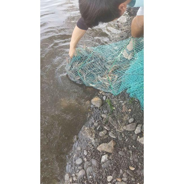 魚魚小舖 檢驗合格 台灣鹹水大白蝦 無毒蝦仁 SPA跑水無腸泥 自產自銷-細節圖4