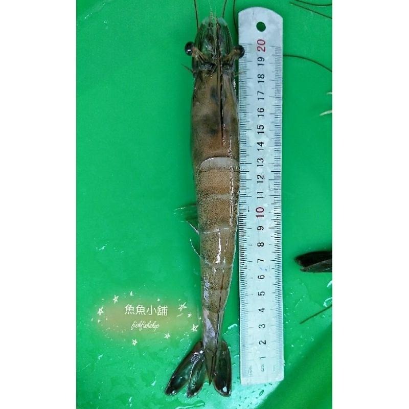 魚魚小舖 檢驗合格 台灣鹹水大白蝦 無毒蝦仁 SPA跑水無腸泥 自產自銷-細節圖7