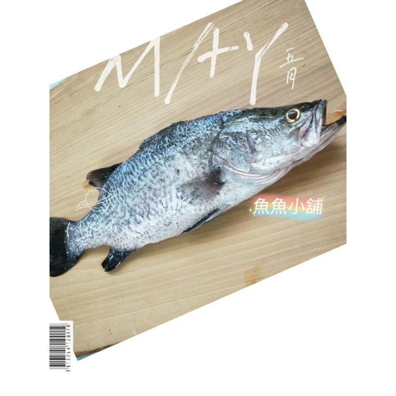 魚魚小舖  小鱸魚（半鹹水） 去刺魚排-細節圖2