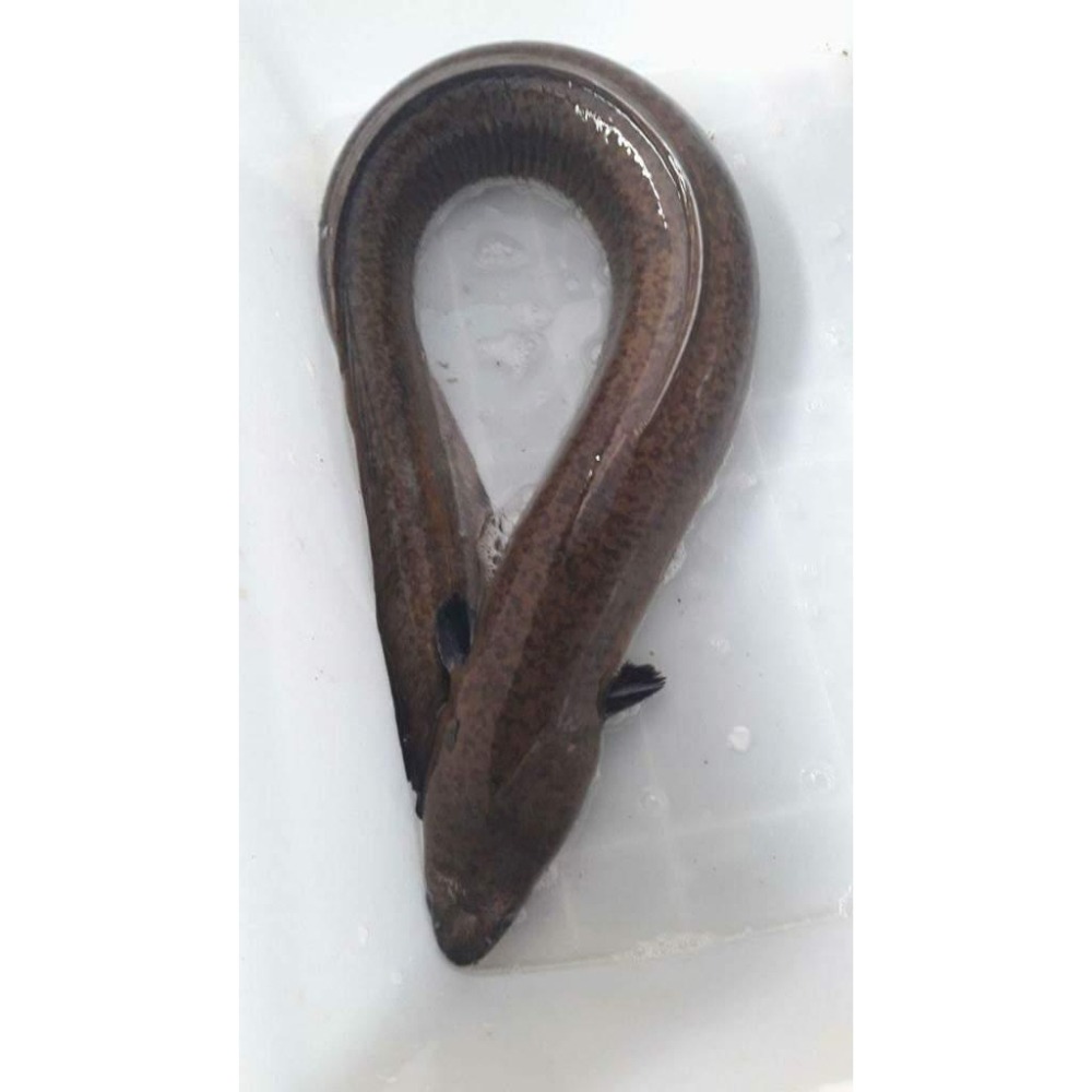 魚魚小舖 新上架 鱸鰻 鰻魚-細節圖7