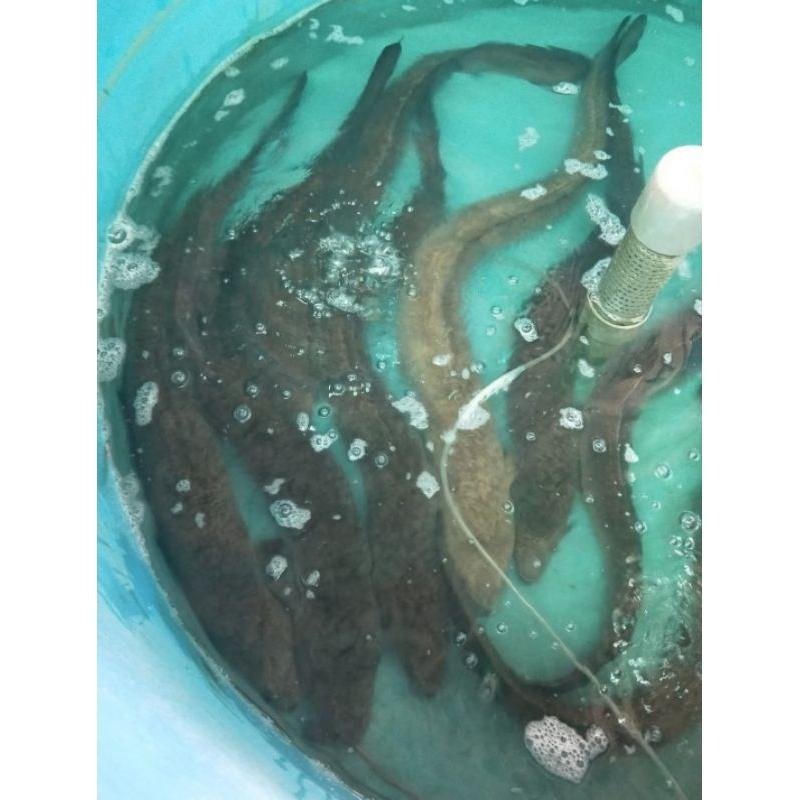 魚魚小舖 新上架 鱸鰻 鰻魚-細節圖9
