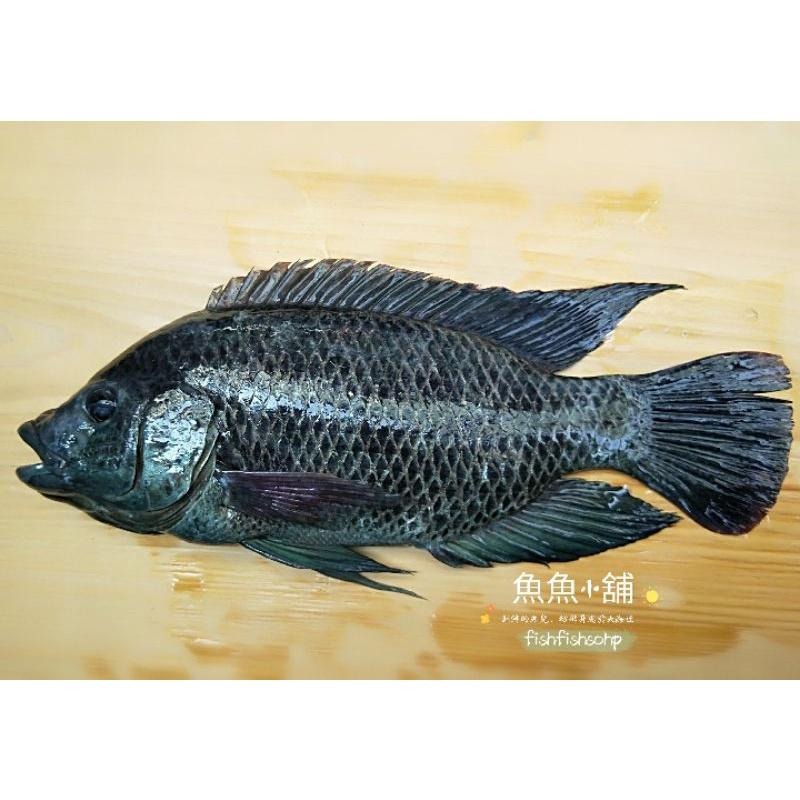 魚魚小舖 鹹水鯛魚 黑公-細節圖2