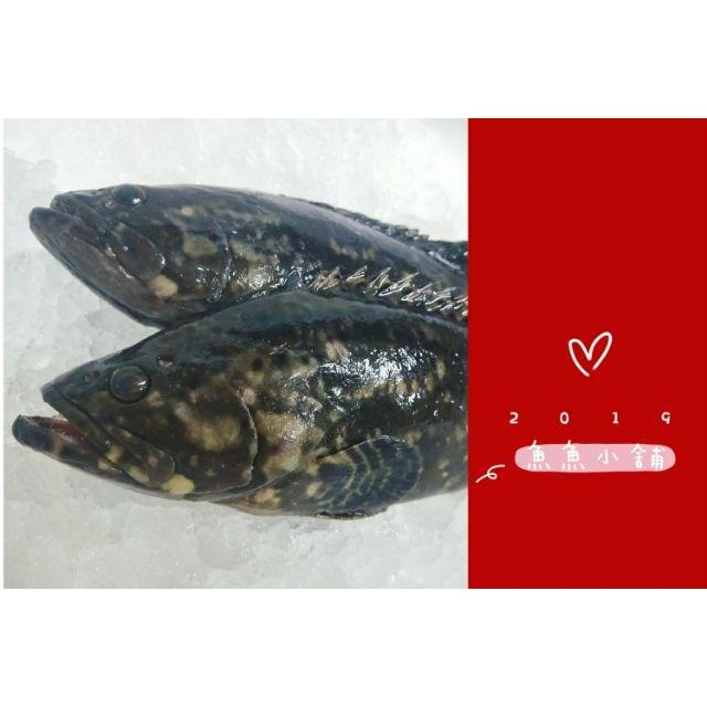 魚魚小舖 檢驗合格 午仔魚 龍虎石斑 黃金鯧 紅魚 鱸魚 午仔一夜干-細節圖3