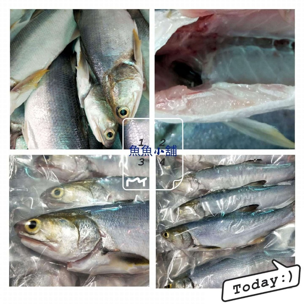 魚魚小舖 檢驗合格 午仔魚 龍虎石斑 黃金鯧 紅魚 鱸魚 午仔一夜干-規格圖9