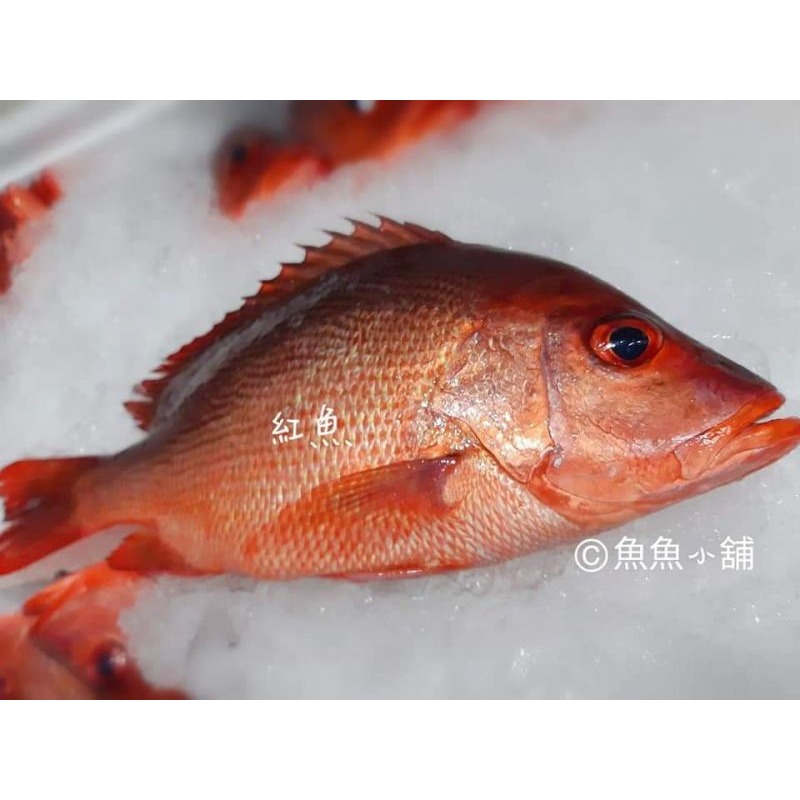 魚魚小舖 檢驗合格 午仔魚 龍虎石斑 黃金鯧 紅魚 鱸魚 午仔一夜干-規格圖9