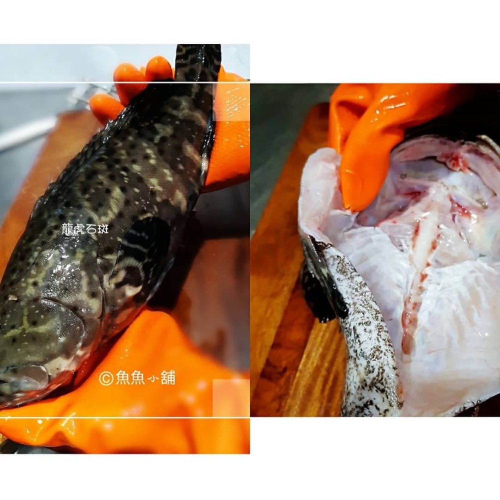 魚魚小舖 檢驗合格 午仔魚 龍虎石斑 黃金鯧 紅魚 鱸魚 午仔一夜干-規格圖9