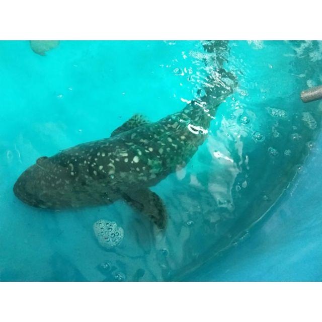 魚魚小舖 龍膽石斑 檢驗合格 魚肉塊 龍膽頭塊 無刺魚排-細節圖5