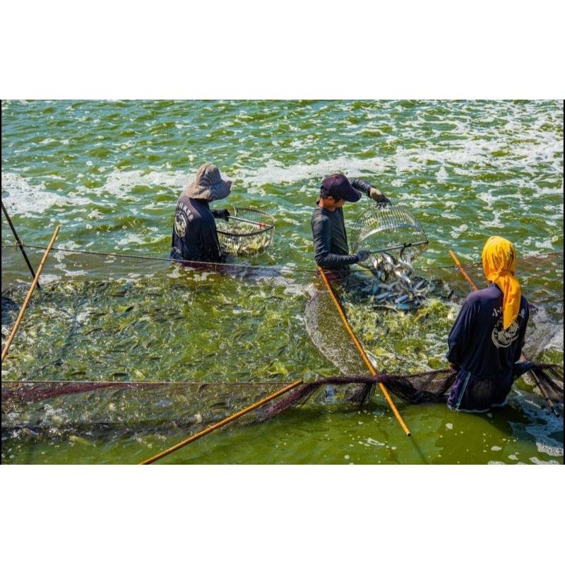 魚魚小舖 虱目魚丸 小包裝-細節圖3