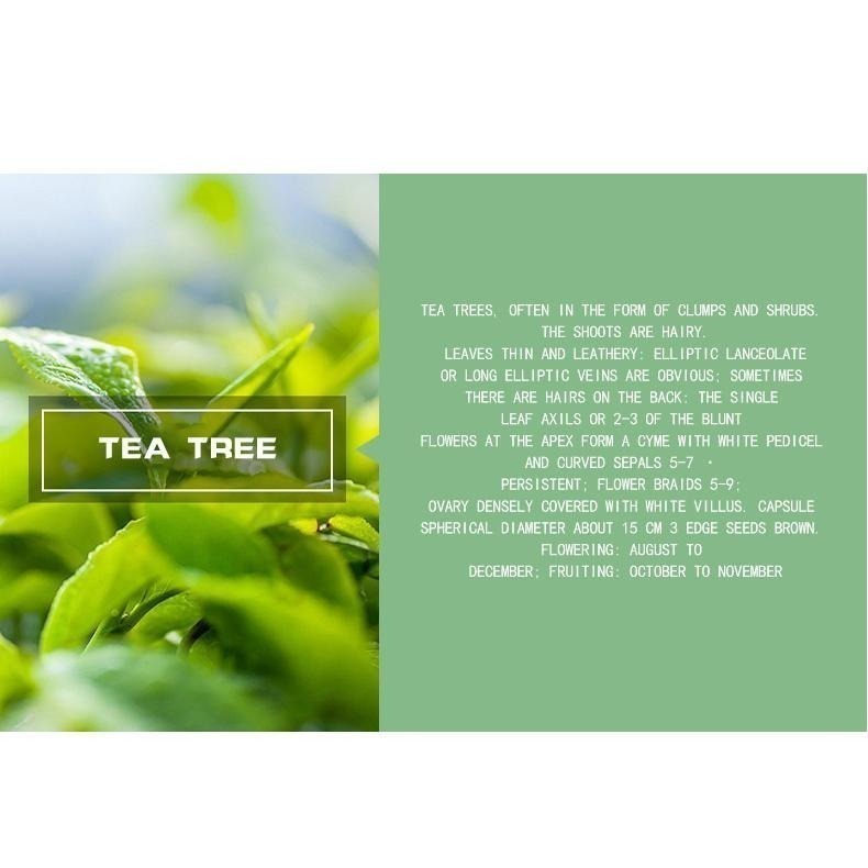 【Mumianhua木棉花】茶樹(Tea Tree) 精油 台灣代理現貨 100%天然植物萃取 擴香掛瓶 吊墜-細節圖7