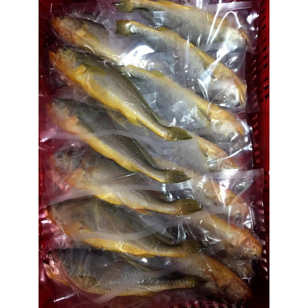 【現流黃魚-已三去（去鱗、肚、腮）】約250-300g 鮮美營養好滋味 請選擇賣家配送-細節圖2