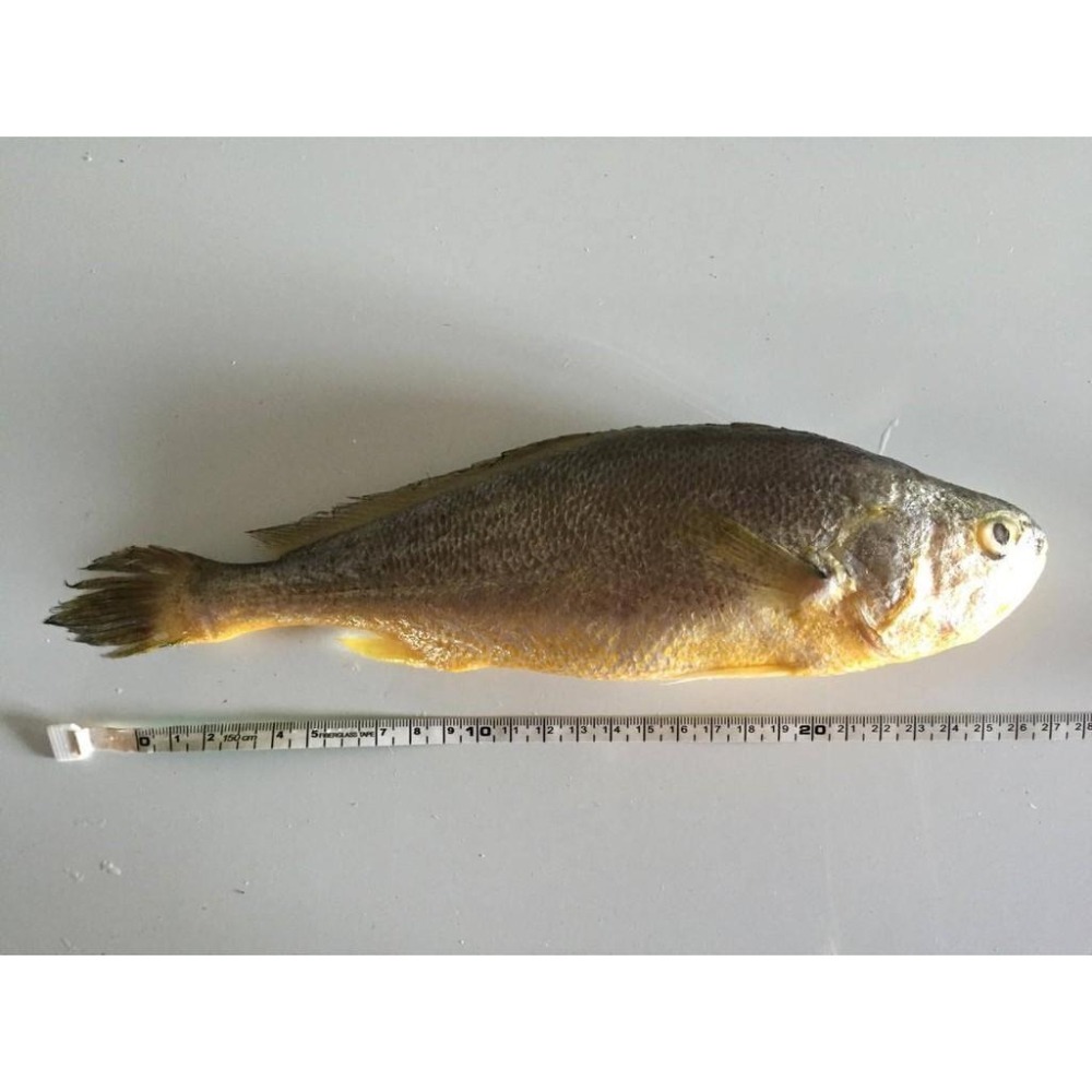 【現流黃魚-已三去（去鱗、肚、腮）】約250-300g 鮮美營養好滋味 請選擇賣家配送-細節圖3