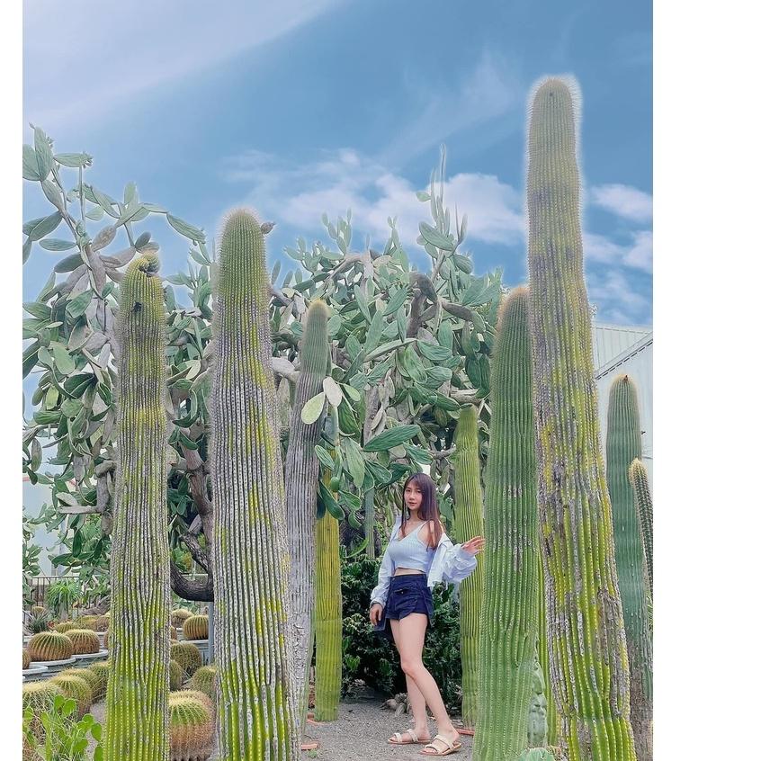 Ashley．翻領襯衫+針織吊帶背心SET 2件式 寶寶藍 針織背心 V領背心 襯衫 上衣-細節圖6