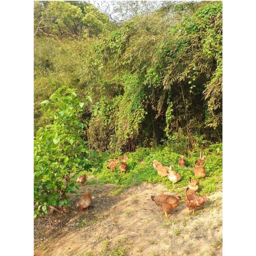 新鮮冷凍神秘果 （有現貨可直接下單，下單需100顆的倍數）神奇果 神仙果 蜜拉聖果 自然農法-細節圖3