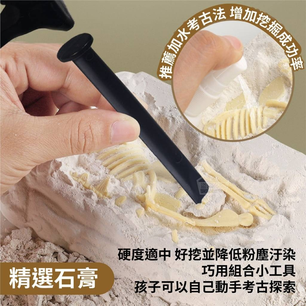 恐龍化石-細節圖3