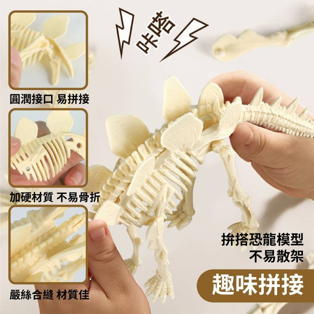 恐龍化石-細節圖4