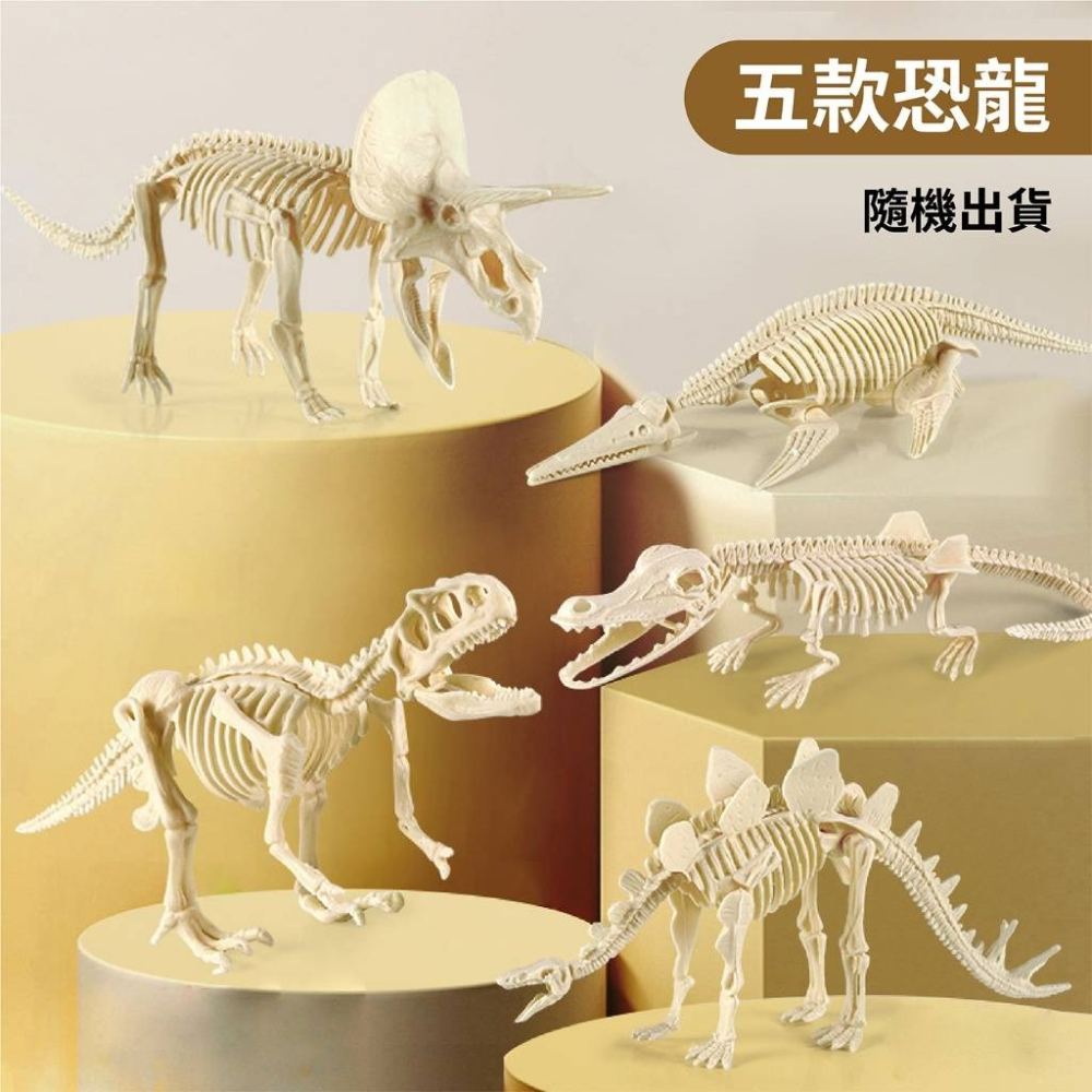 恐龍化石-細節圖5